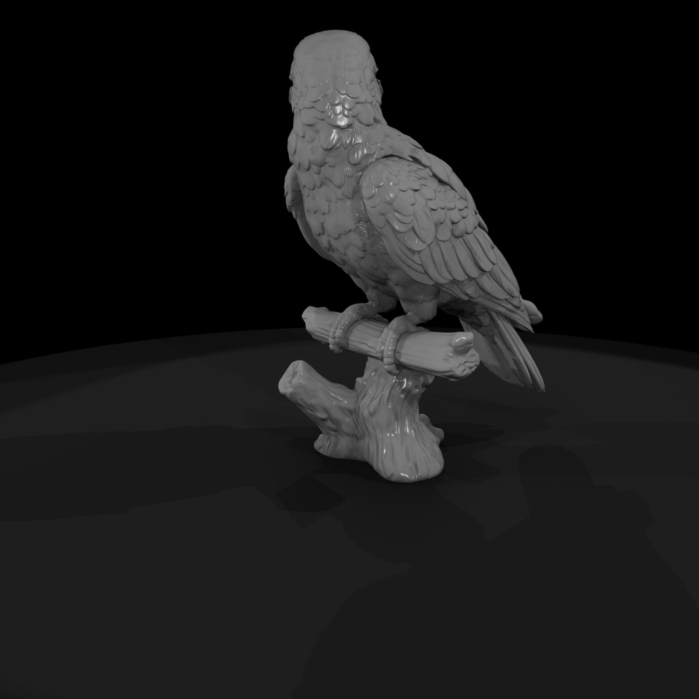 ant-134-eclectus-parrot-female
