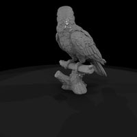 ant-134-eclectus-parrot-female — thumbnail 5