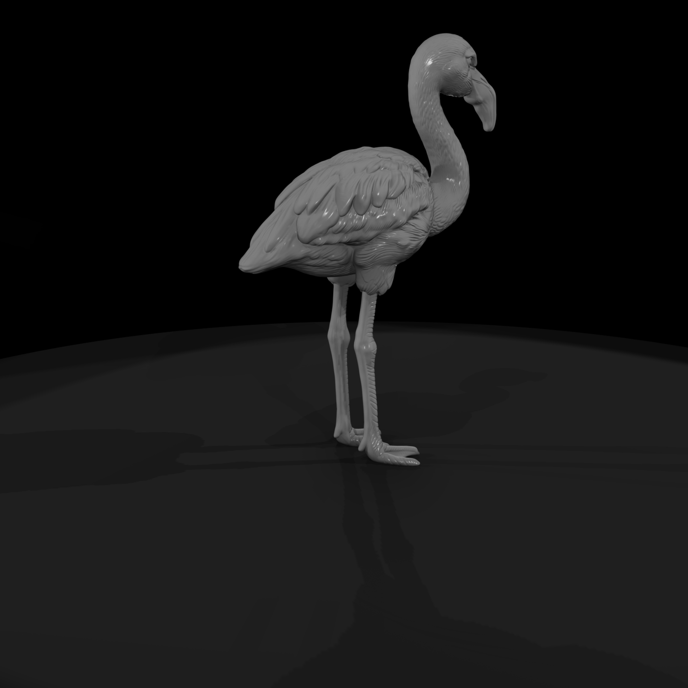 Greater Flamingo Wading Bird
