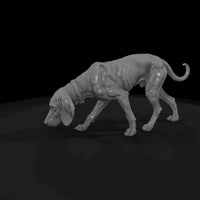 ww-0307-animal-hound-dog — thumbnail 5