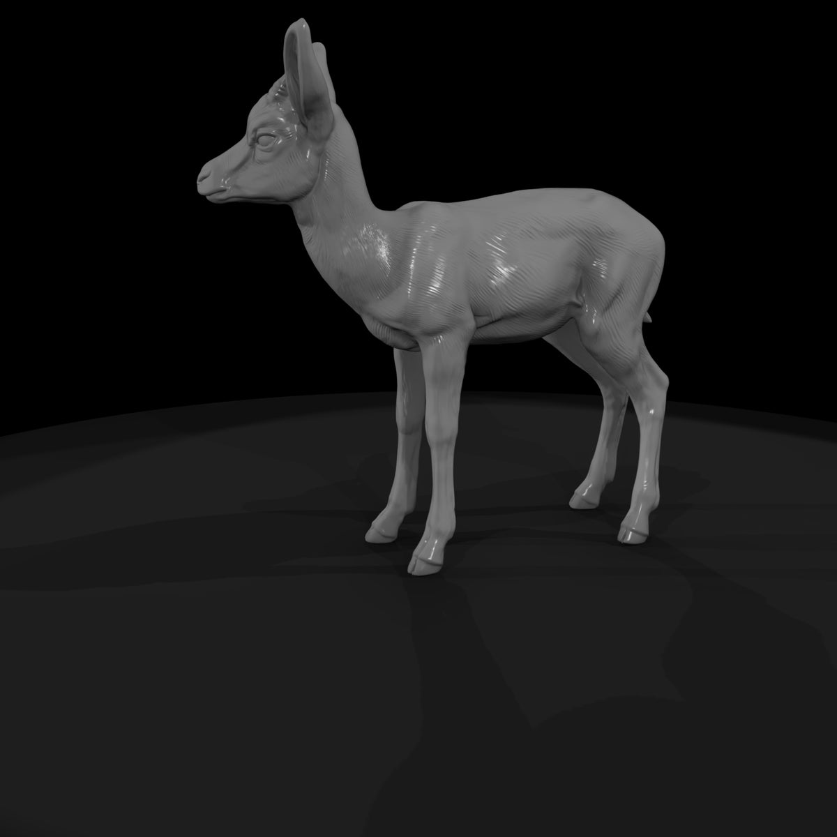 ant-240-springbok-adolescent