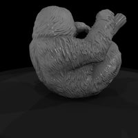 ant-203-three-toed-sloth-female — thumbnail 5