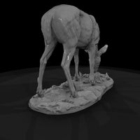 ant-071-white-tailed-deer-female — thumbnail 5