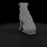 farm-dog — thumbnail 7