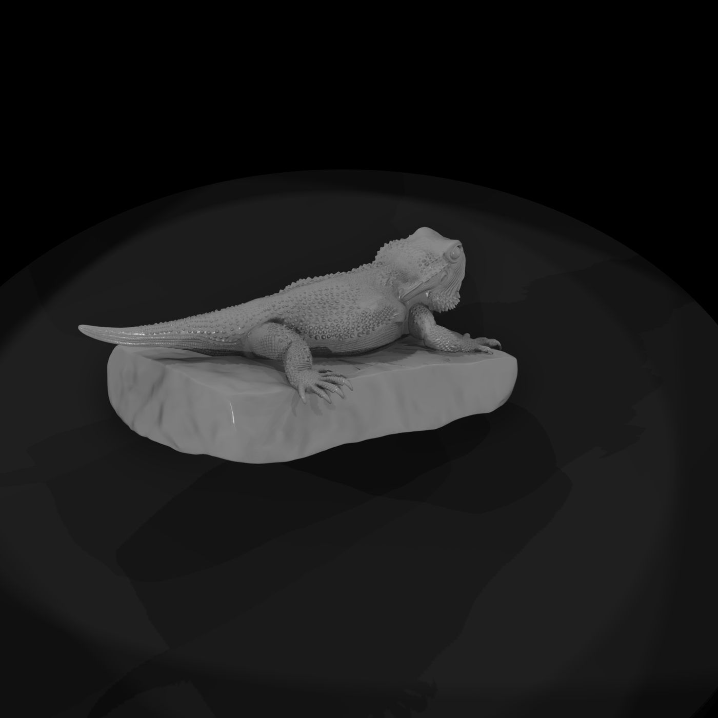 Bearded Dragon on Rock — Reptile