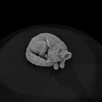 ant-177-fennec-fox-adolescent — thumbnail 6