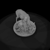 ant-236-thomson-s-gazelle-female — thumbnail 6