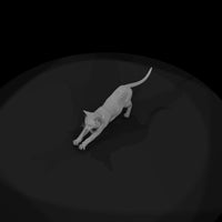 a-collection-of-housecats-gray-db27f8fd-meshref — thumbnail 6