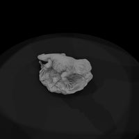 ww-0337-animal-chuckwalla — thumbnail 6