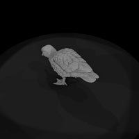 ant-095-mandarin-duck-female — thumbnail 6