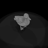 ant-088-mallard-male — thumbnail 6