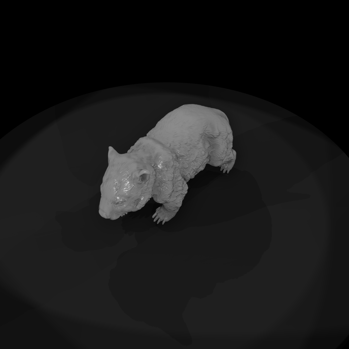 Young Wombat