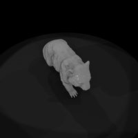 ant-268-common-wombat-male — thumbnail 6