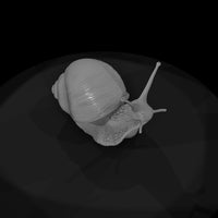 20260612-snail-on-green-leaf-a437ee3019 — thumbnail 6