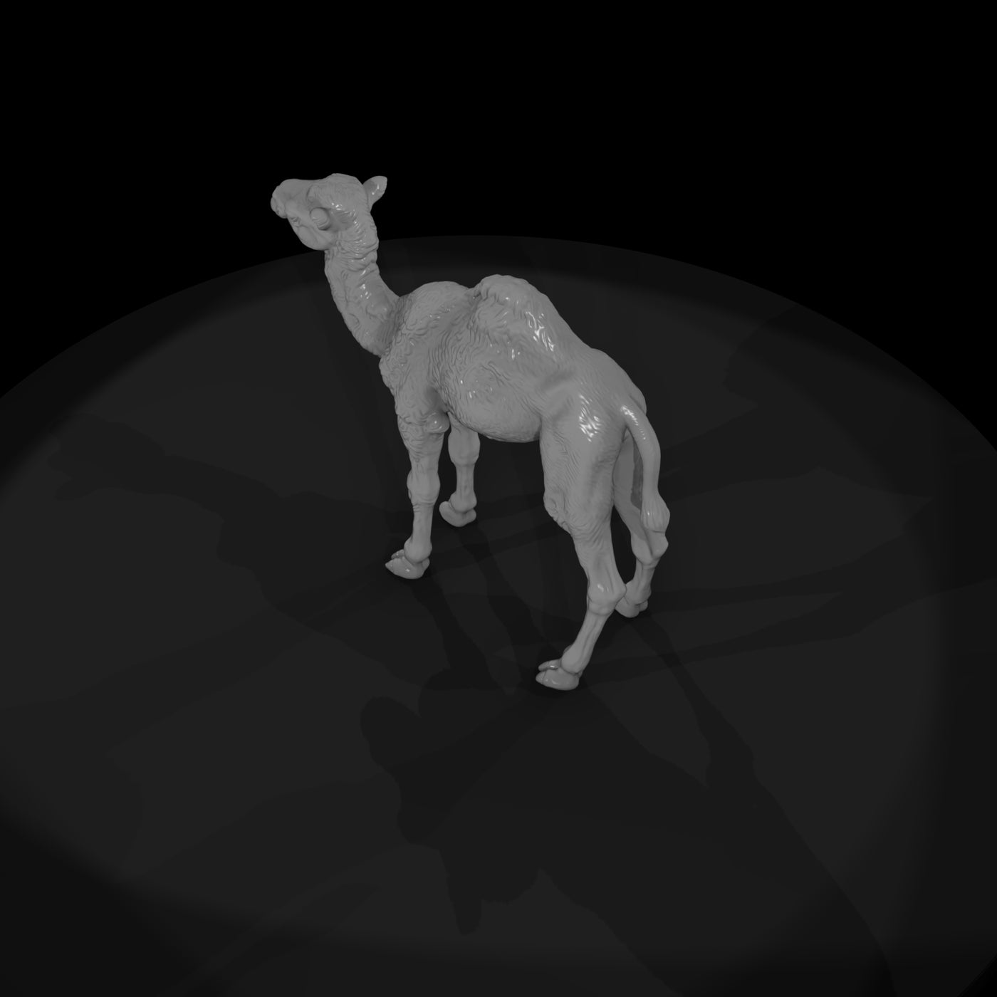 ant-216-dromedary-camel-adolescent-57b1e3