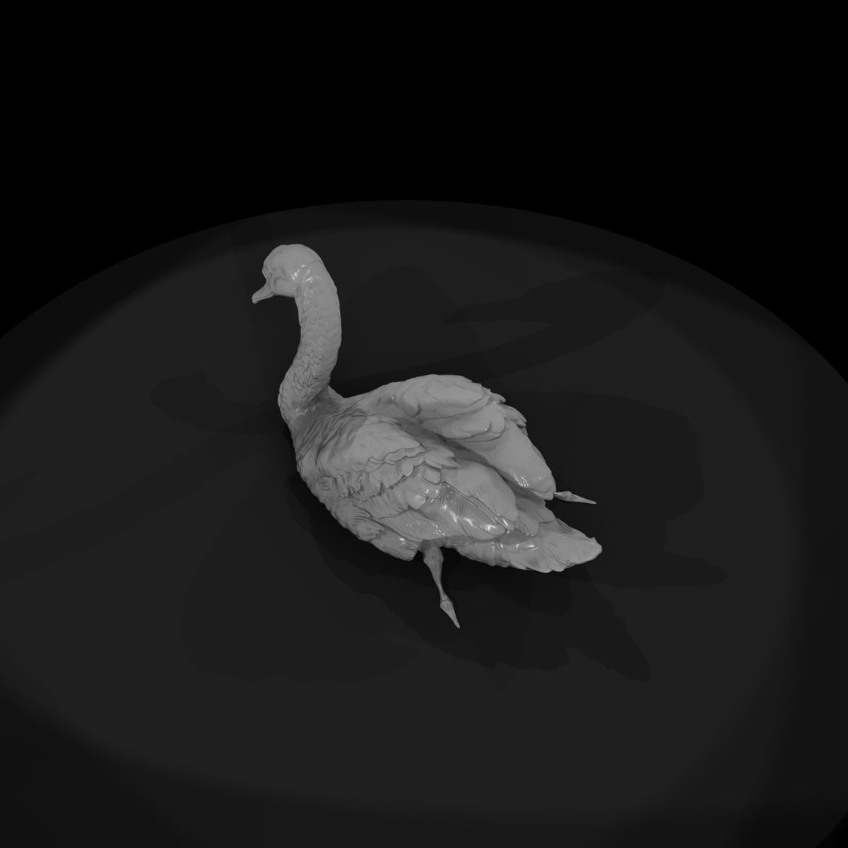 ant-122-mute-swan-female