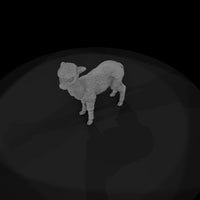 ant-222-alpaca-adolescent — thumbnail 6