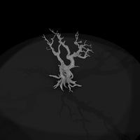 20260612-ancient-twisted-dead-tree-cfc565e291 — thumbnail 7