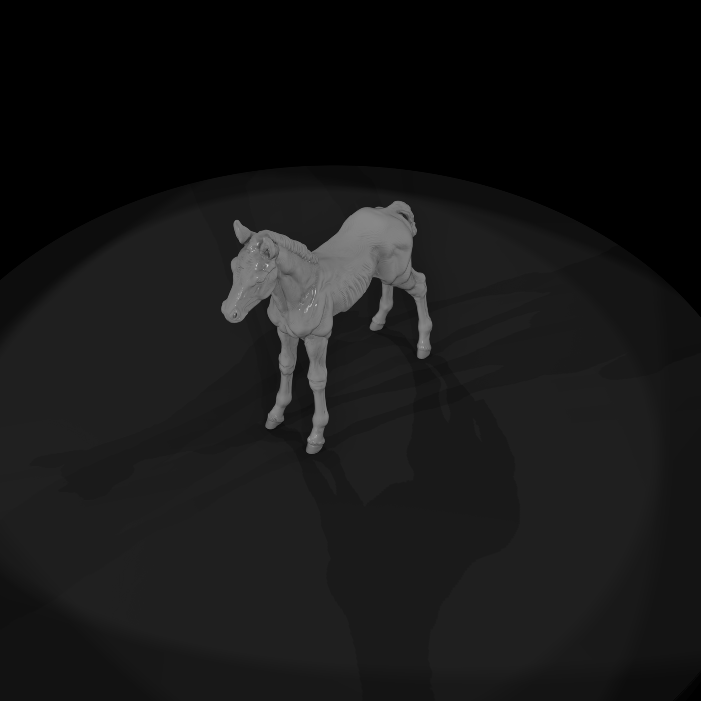 Ww 0289 Animal Foal