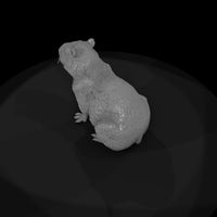 ant-256-capybara-male — thumbnail 6