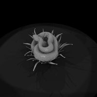 coiled-snake-on-grass-miniature-891642 — thumbnail 7