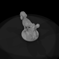 Standing Standard Poodle — thumbnail 8