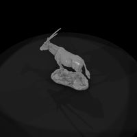 ant-230-gemsbok-female — thumbnail 6