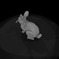 ww-0323-animal-desert-cottontail — thumbnail 6