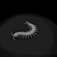 ww-0341-animal-giant-centipede — thumbnail 6