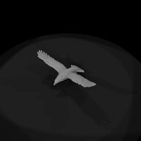 ant-115-golden-eagle-male — thumbnail 6