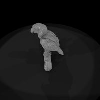 ant-285-scarlet-macaw-adolescent — thumbnail 6