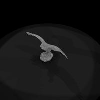 ant-296-andean-condor-female — thumbnail 6