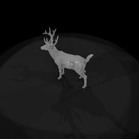 ant-070-white-tailed-deer-male — thumbnail 6