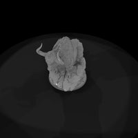 creature-p019-storm-coat-yak — thumbnail 6