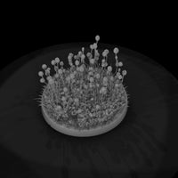 low-poly-grass-seed-tuft-miniature-scenery-072092 — thumbnail 7