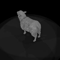 ww-0304-animal-ewe — thumbnail 6
