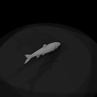 herring-fish-sculpt-diorama-display-prop-308691 — thumbnail 7