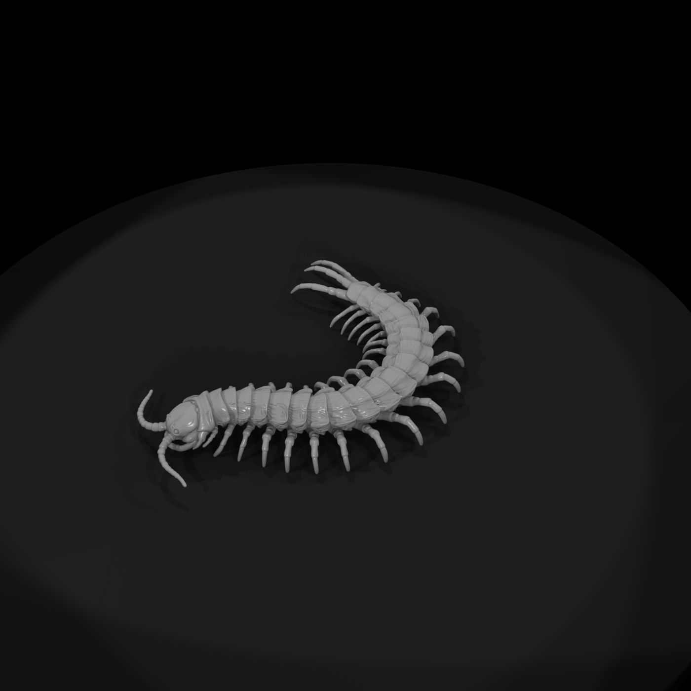 Ww 0341 Animal Giant Centipede