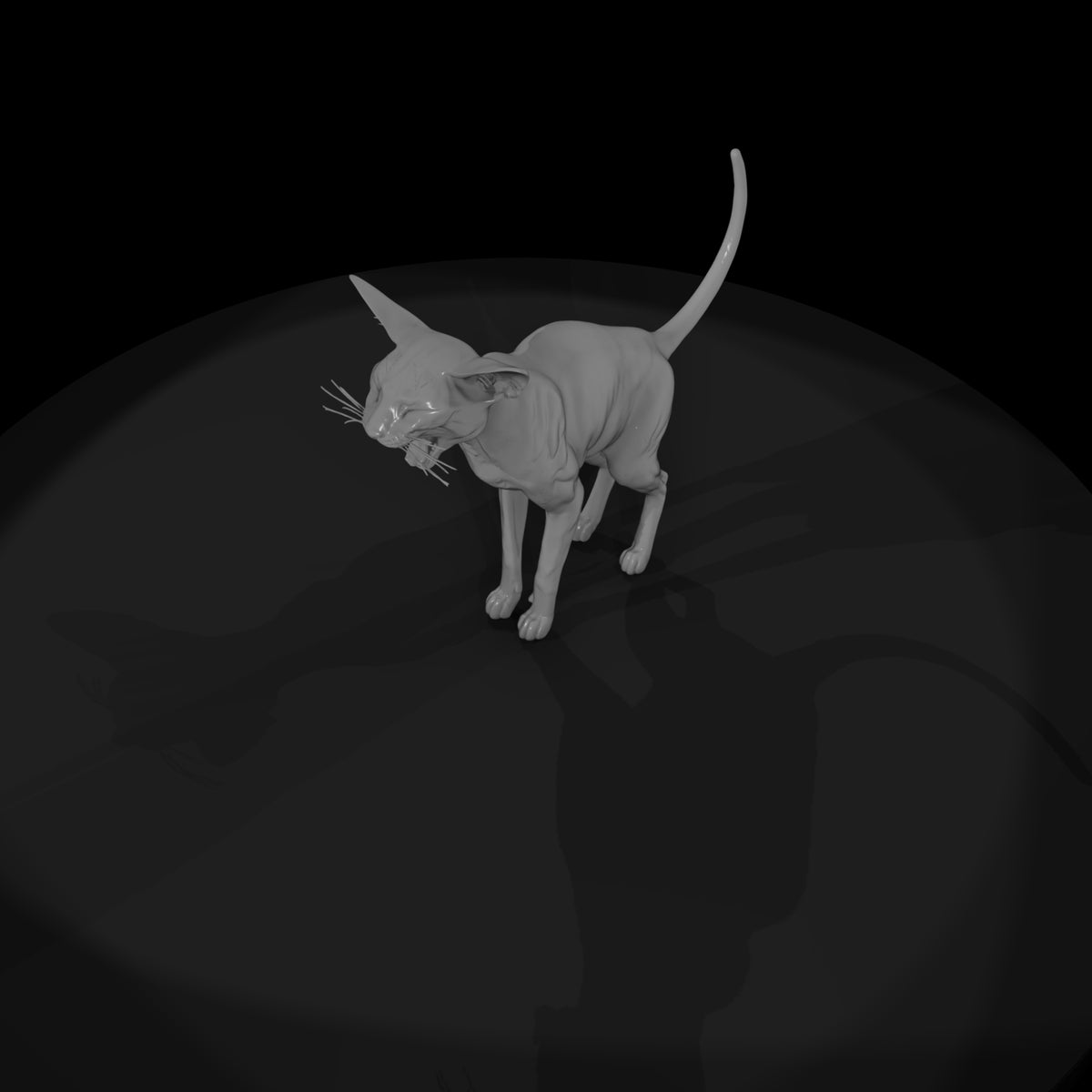 a-collection-of-housecats-oriental-5d71ca8c-meshre