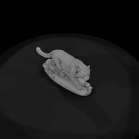 ant-155-snow-leopard-female — thumbnail 6