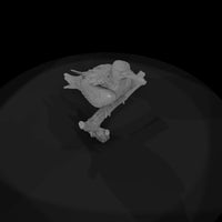 ant-137-frigatebird-female — thumbnail 6