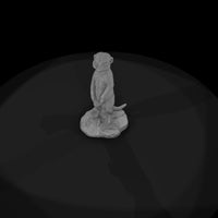 ant-190-meerkat-male — thumbnail 6