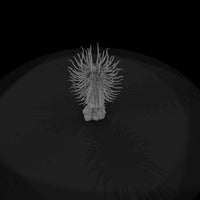 terror-from-the-deep-coral — thumbnail 8
