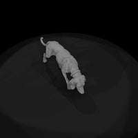 ww-0307-animal-hound-dog — thumbnail 6