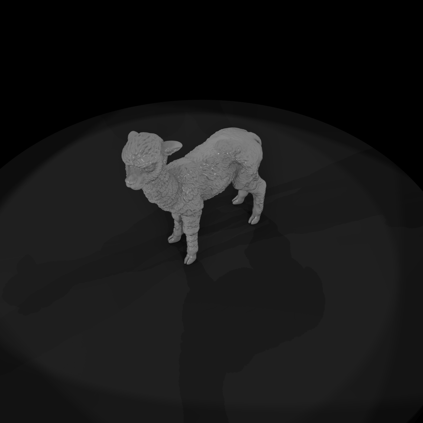 Young Alpaca