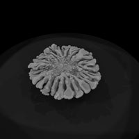stylized-table-coral-miniature-702503 — thumbnail 7