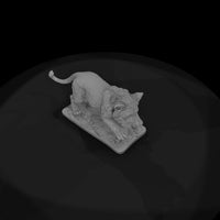 ant-003-lion-adolescent — thumbnail 6