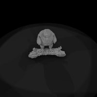 ant-114-bald-eagle-adolescent — thumbnail 6