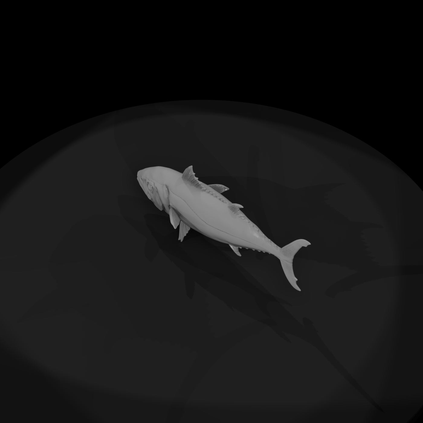 Realistic Tuna Fish & Display