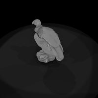 ant-297-andean-condor-adolescent — thumbnail 6